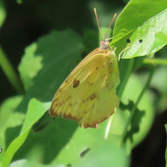 Marcellina Sulphur (Phoebis marcellina)