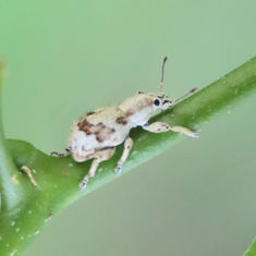 Mestorus crinitus