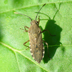 Catorhintha guttula