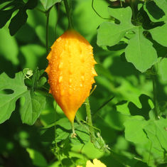 Bitter Melon (Momordica charantia) - Fruit