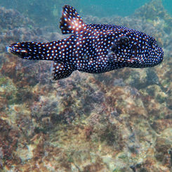 Guineafowl Puffer (Arothron meleagris) - Black/spotted Form