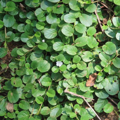 Dwarf Morning Glory
(Evolvulus nummularius)