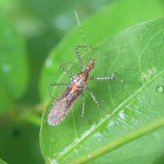 Pselliopus - Assassin Bug