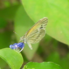 Dainty Sulphur (Nathalis iole)