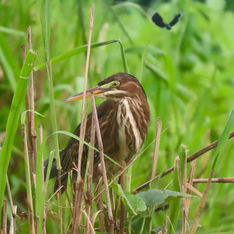 Green Heron (Butorides virescens)