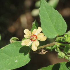 Anglestem Indian Mallow (Abutilon trisulcatum)