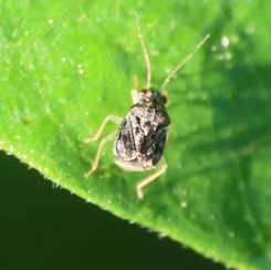Cyrtocapsus Plant Bug