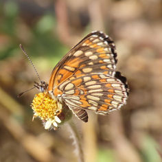 Theona Checkerspot (Chlosyne theona)