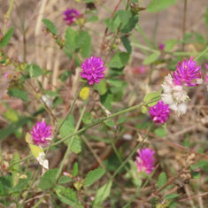 Globe Amaranth (Gomphrena globosa)