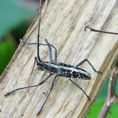 Ptychodes bifasciatus