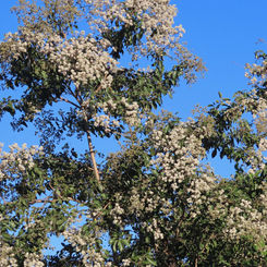 Spanish Elm (Cordia alliodora)
