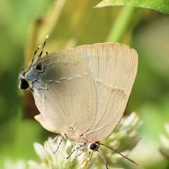 Bitias Hairstreak (Panthiades bitias)