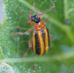 Genus Acalymma - Flea Beetle