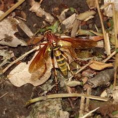 Robber Fly (Genus Blepharepium)