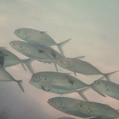 Green Jack (Caranx caballus)