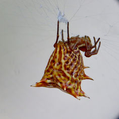 Spined Micrathena (Micrathena gracilis)