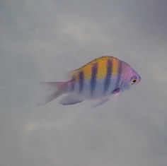 Panamic Sergeant Major (Abudefduf troschelii)