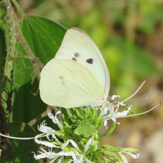 Giant White (Ganyra josephina)