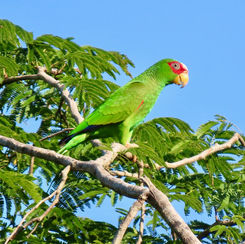 White-fronted Parrot (Amazona albifrons)