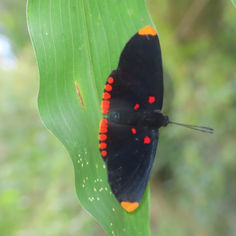Red-bordered Pixie (Melanis pixe)