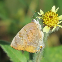 Gold-bordered Hairstreak (Rekoa palegon)