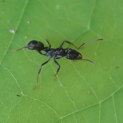 Ectatomma ruidum Ant (Female)