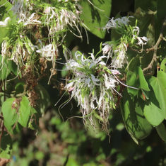 Pom Pom Orchid Tree (Bauhinia divaricata)