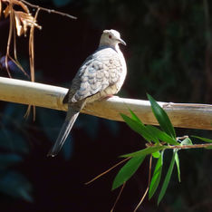 Inca Dove (Columbina inca)