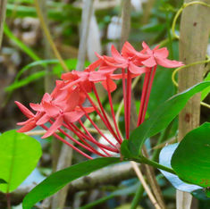 Jungle Flame (Ixora coccinea)