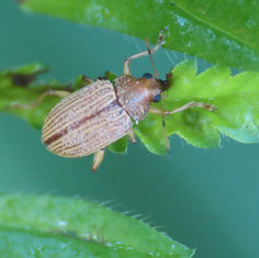 Leaf Beetle (Genus Colaspis)