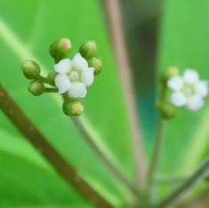 Be Still Tree (Rauvolfia tetraphylla)