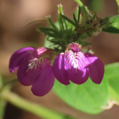 Runyon's Water Willow (Justicia runyonii)