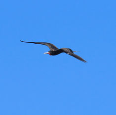 Magnificent Frigatebird (Fregata magnificens)
