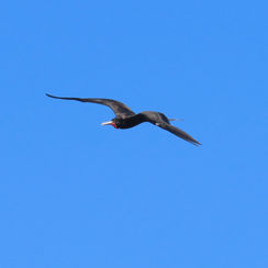 Magnificent Frigatebird (Fregata magnificens)