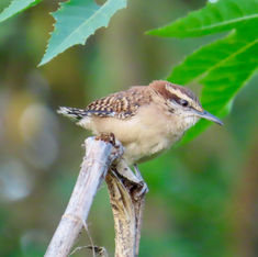Rufous-naped Wren (Campylorhynchus rufinucha)