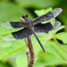 Black-winged Dragonlet (Erythrodiplax funerea) -Male