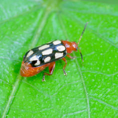 Disonycha scriptipennis
