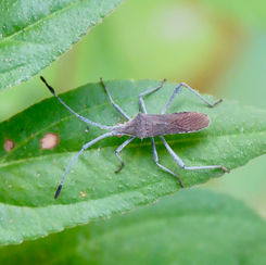 Chariesterus alternatus