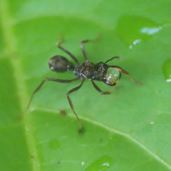 Ectatomma ruidum Ant (Female)