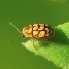 Case-bearing Leaf Beetles (Genus Cryptocephalus)