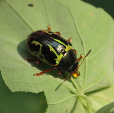 Calligrapha pantherina