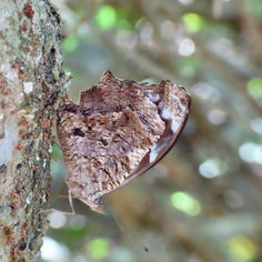 Blackened Bluewing (Myscelia cyananthe)