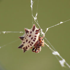 Spinybacked Orbweaver (Gasteracantha cancriformis)