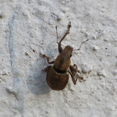 Fuller's Rose Weevil (Pantomorus cervinus)