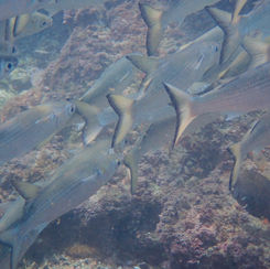 Common Mullets (Genus Mugil)