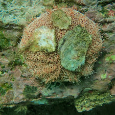 Rose Flower Urchin (Toxopneustes roseus)