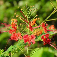 Peacock Flower (Caesalpinia pulcherrima)