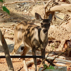 Acapulco White-tailed Deer (Odocoileus virginianus ssp. acapulcensis)
