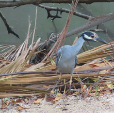 Yellow-crowned Night Heron (Nyctanassa violacea)