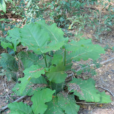 Coccoloba barbadensis